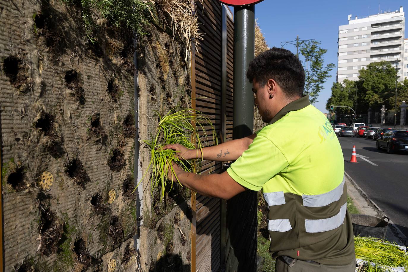 Reposición de las plantas secas en las medianas de Hospital Militar