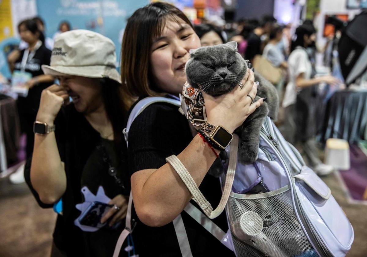 Los gatos, protagonistas de una exposición en Hong Kong