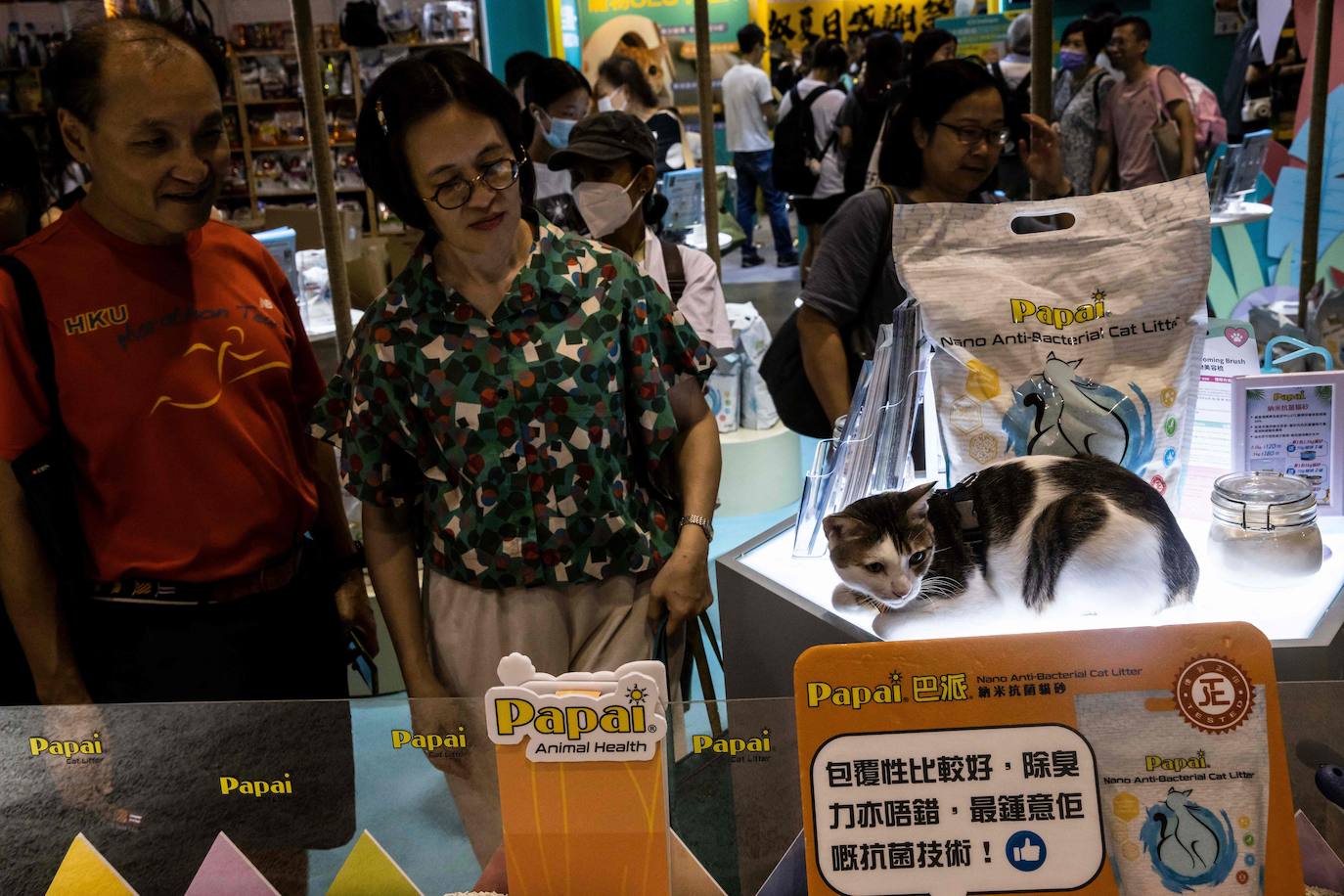 Los gatos, protagonistas de una exposición en Hong Kong