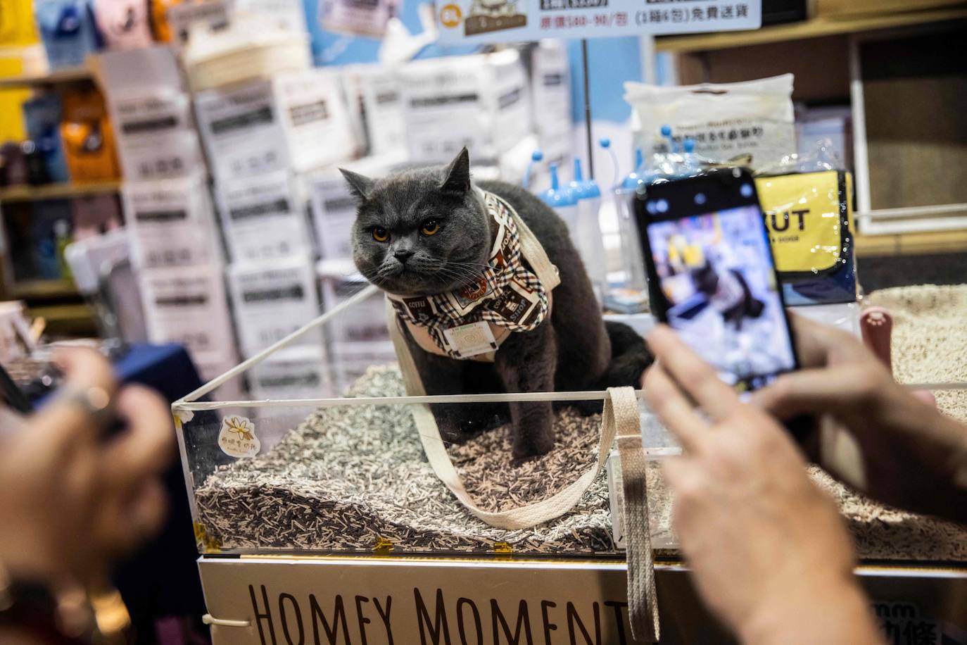 Los gatos, protagonistas de una exposición en Hong Kong