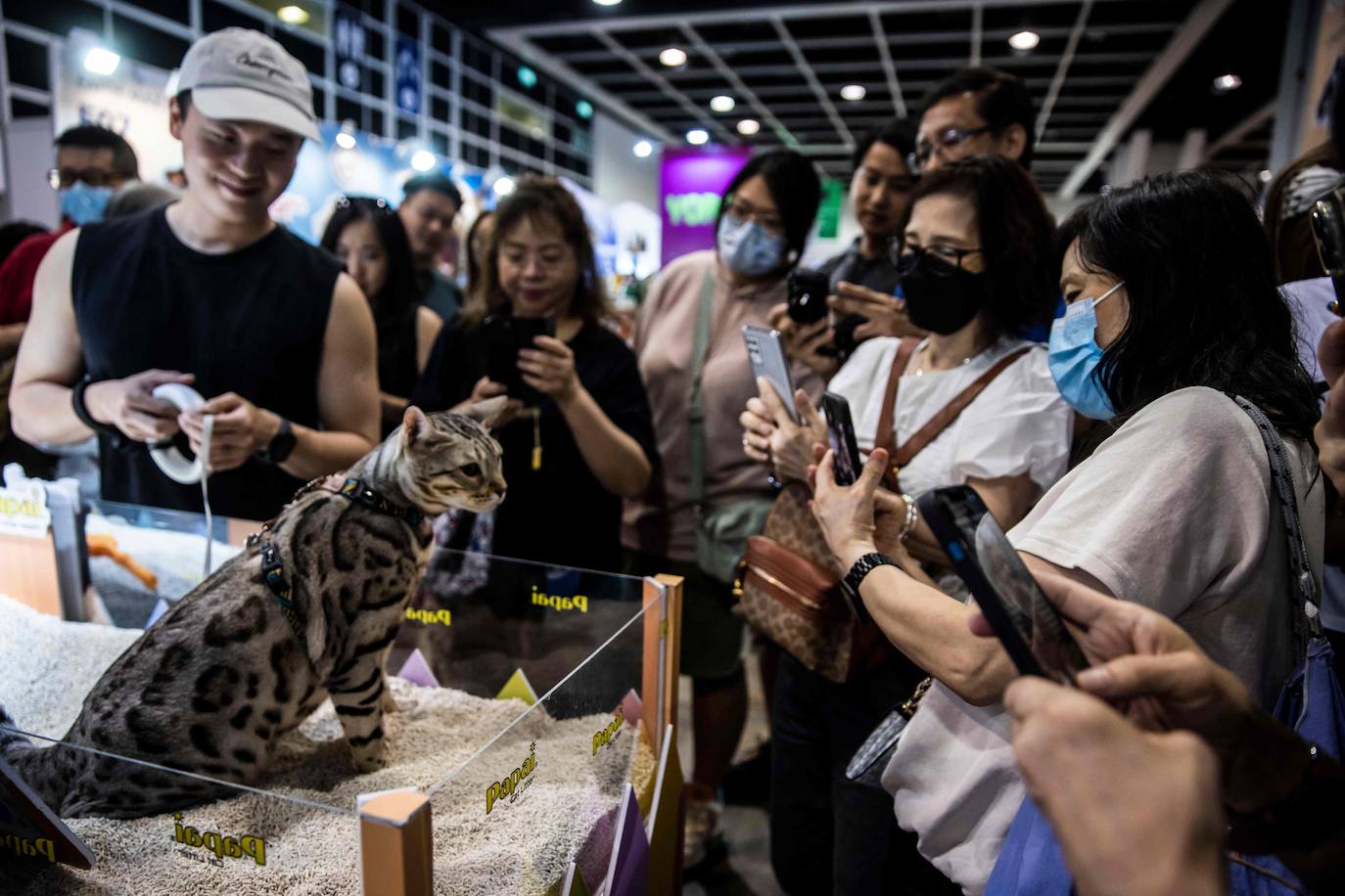 Los gatos, protagonistas de una exposición en Hong Kong