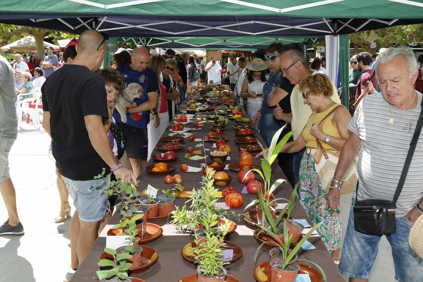 La Feria del Tomate de Tudela, en imágenes