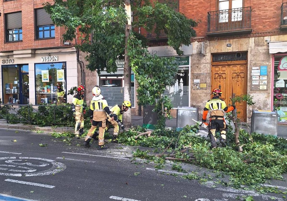 Los Bomberos de Valladolid retiran las ramas del árbol afectado en la calle Angustias.