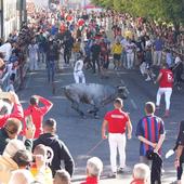 Dos toros rezagados y un tercero sedado en el segundo encierro de Cuéllar