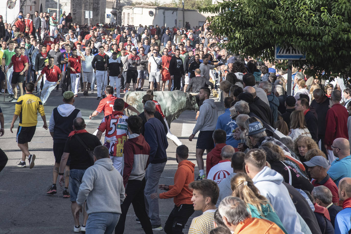 El segundo encierro de las fiestas de Cuéllar, en imágenes (2/2)