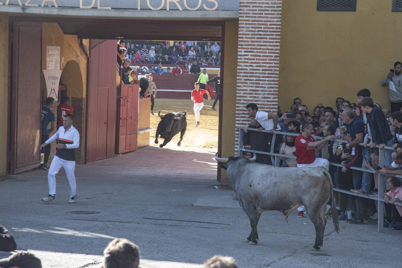 El segundo encierro de las fiestas de Cuéllar, en imágenes (2/2)