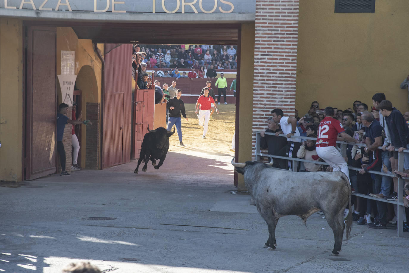 El segundo encierro de las fiestas de Cuéllar, en imágenes (2/2)