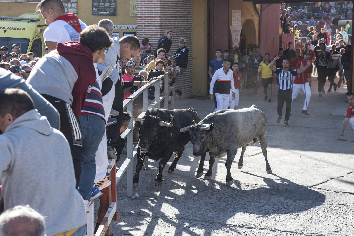 El segundo encierro de las fiestas de Cuéllar, en imágenes (2/2)