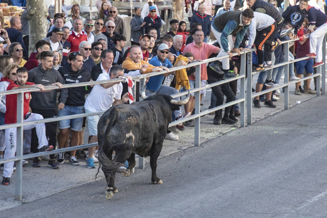 El segundo encierro de las fiestas de Cuéllar, en imágenes (2/2)