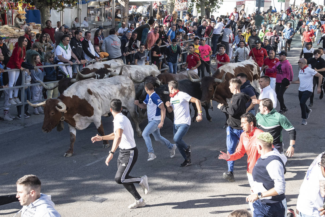 El segundo encierro de las fiestas de Cuéllar, en imágenes (2/2)