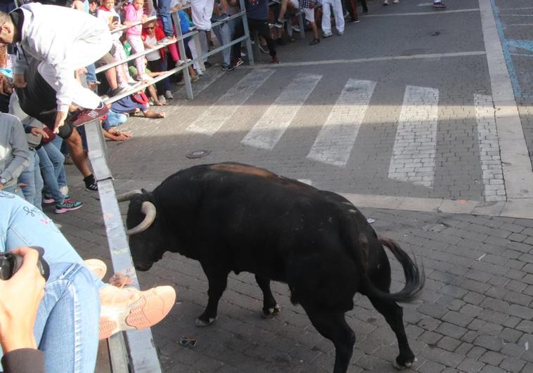 Un toro embiste contra la talanquera en el tercer encierro de Cuéllar.