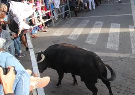 Un toro embiste contra la talanquera en el tercer encierro de Cuéllar.