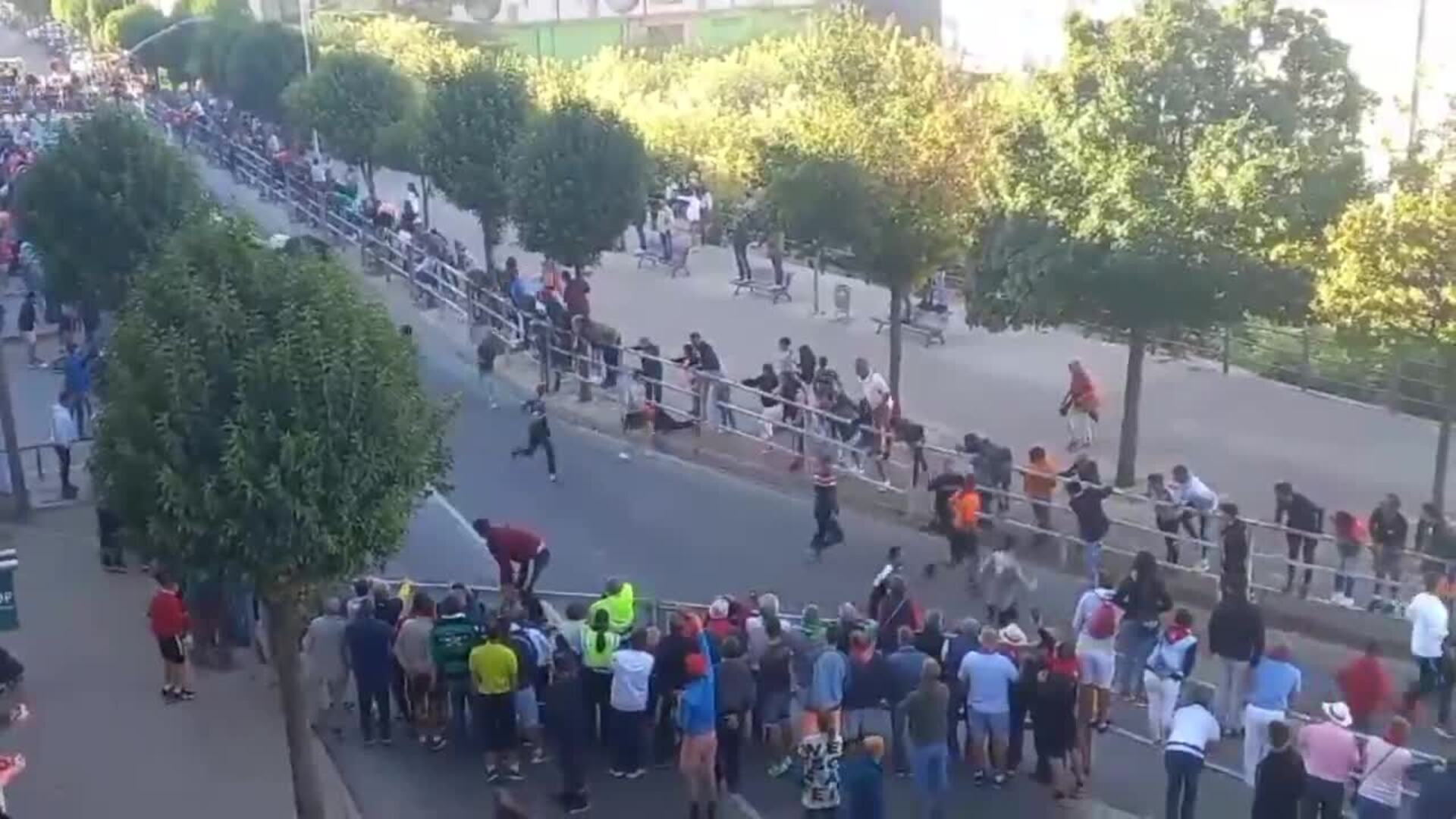 Cuarto encierro de las fiestas de Cuéllar (Segovia), con toros de la ganadería de Valdemoro