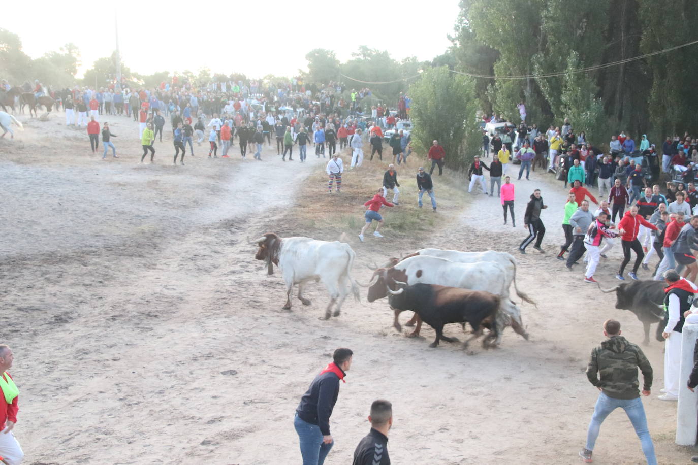 El cuarto encierro de Cuéllar, en imágenes (1 de 2)