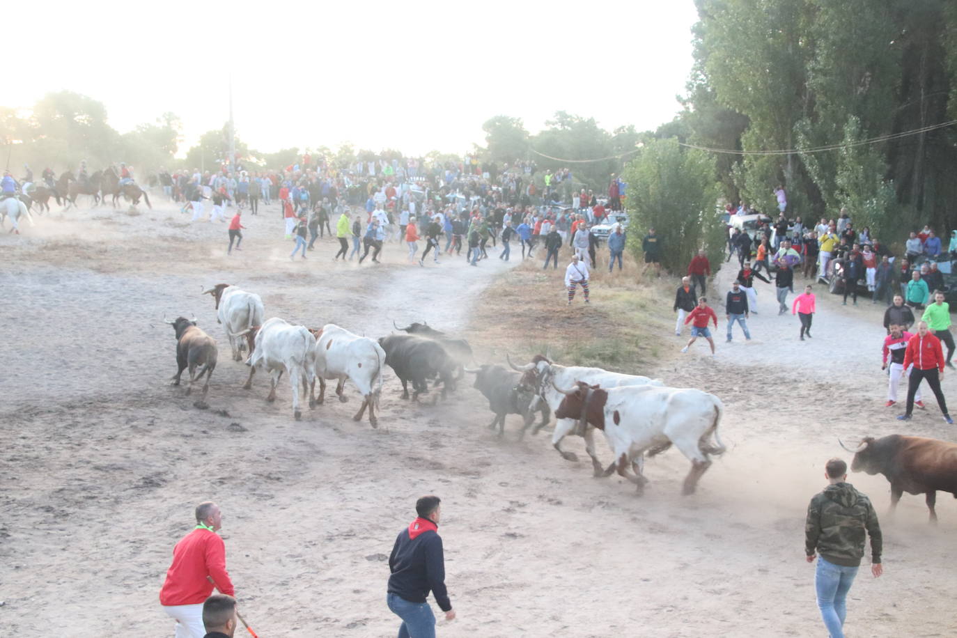 El cuarto encierro de Cuéllar, en imágenes (1 de 2)