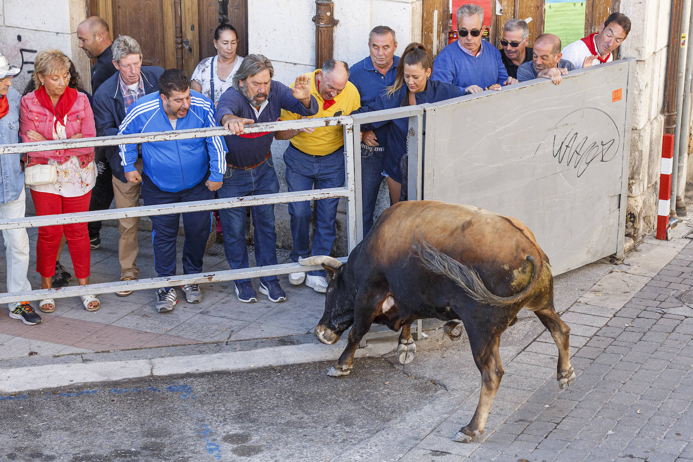 El cuarto encierro de Cuéllar, en imágenes (1 de 2)