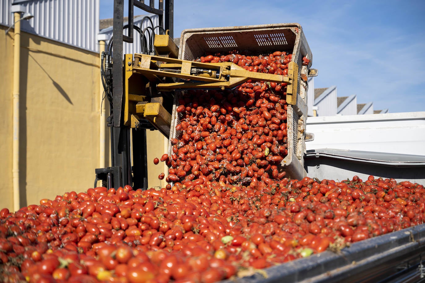 La Tomatina de Buñol, en imágenes