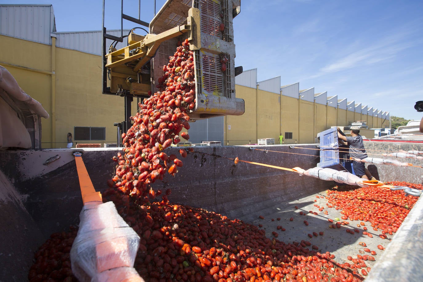 La Tomatina de Buñol, en imágenes