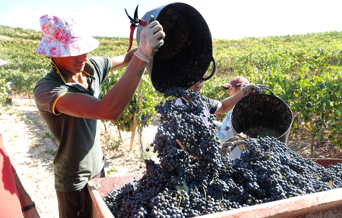 Vendimiadores en una finca de la Ribera del Duero, en la pasada campaña.