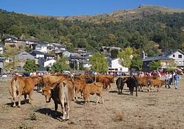 Feria de ganado de Porto, en Sanabria.