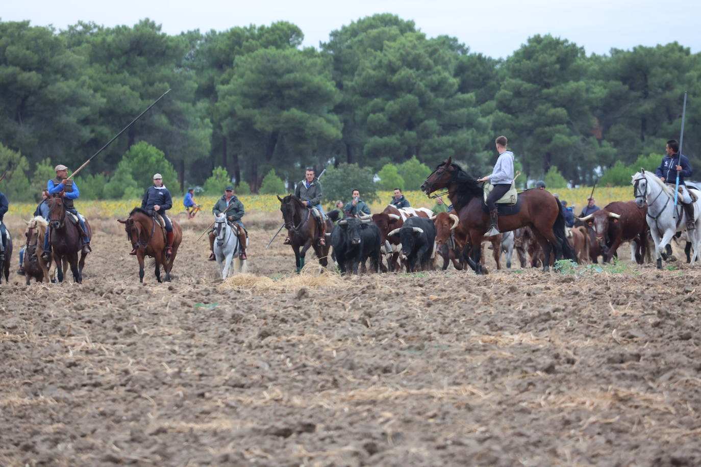 Encierro del domingo en Medina del Campo