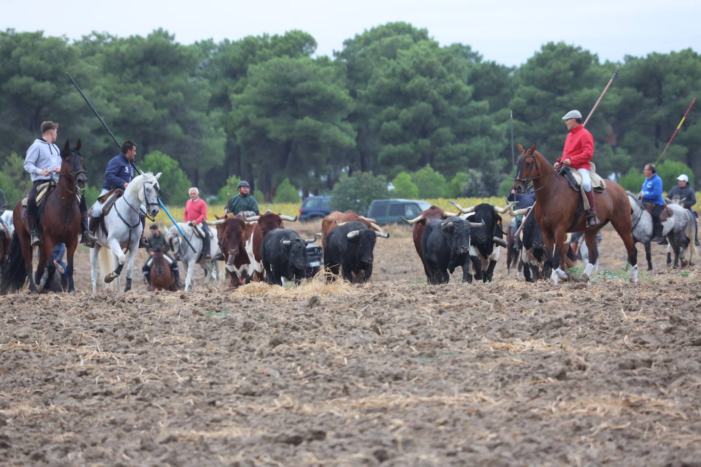 Encierro del domingo en Medina del Campo