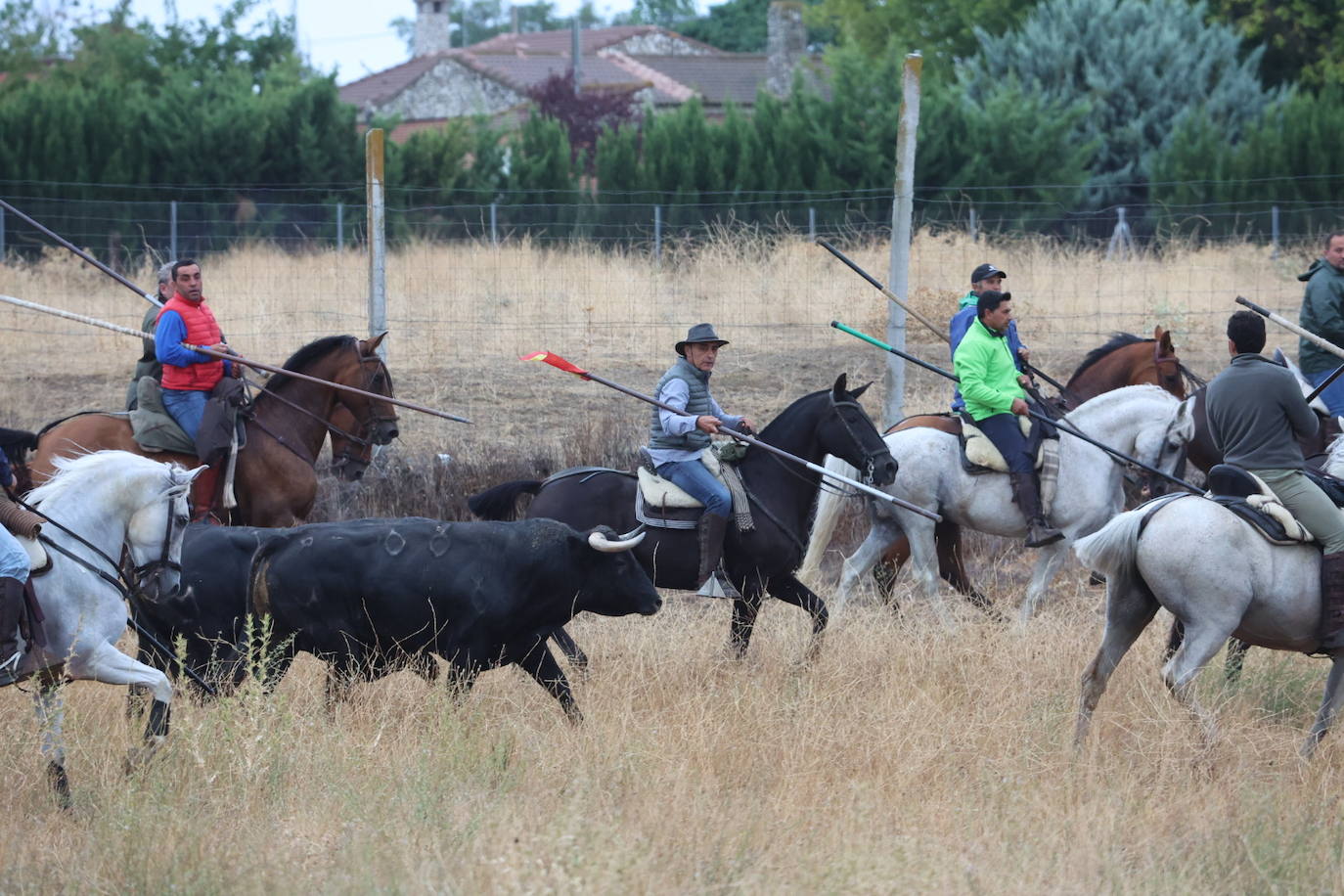 Encierro del domingo en Medina del Campo