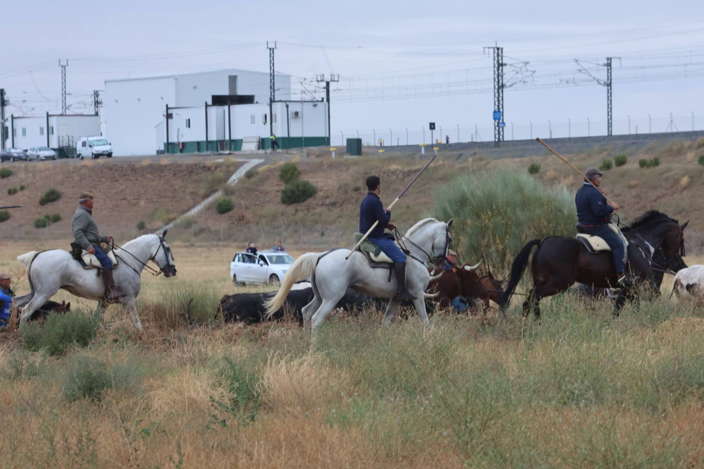 Encierro del domingo en Medina del Campo