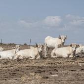 La enfermedad hemorrágica epizoótica ya afecta al ganado bovino de Segovia