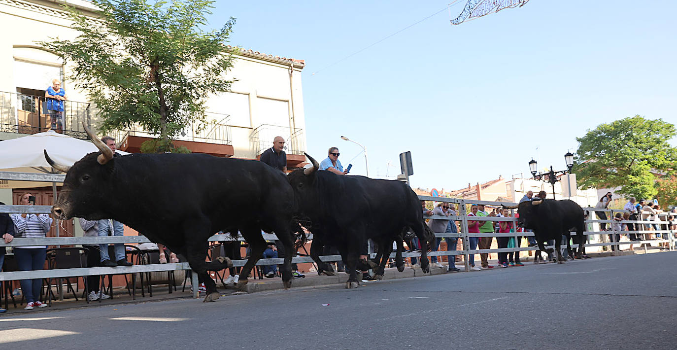 El encierro del miércoles de Medina del Campo, en imágenes