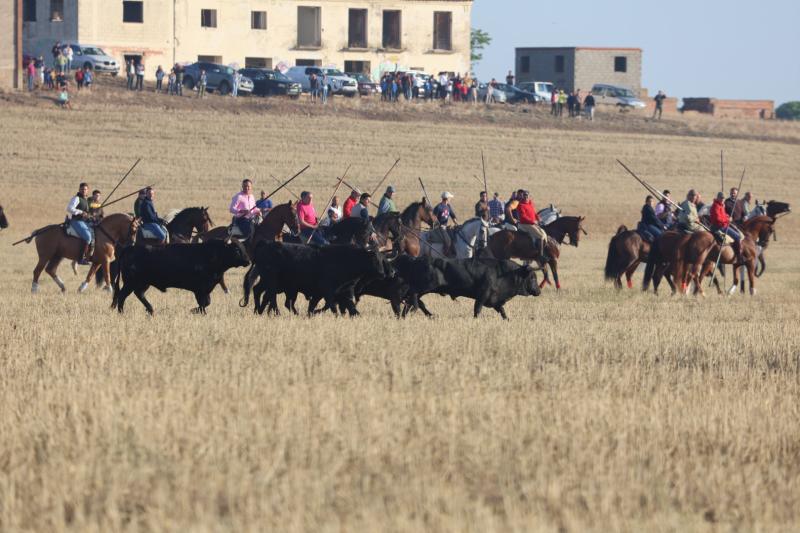 Varios caballistas arropan a la manada en el encierro de esta mañana.