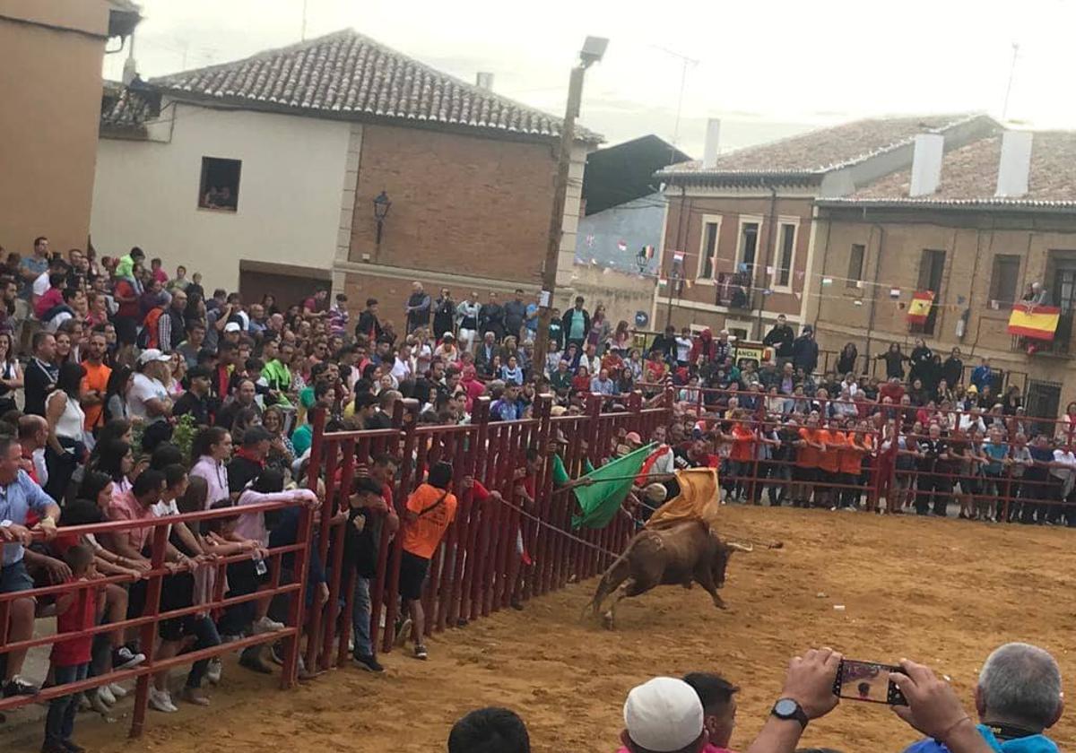 Toro de las peñas en una edición anterior de las fiestas de Paredes de Navas.