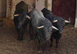 Tres de los siete ejemplares de Victorino Martín desembarcados en la plaza de toros de Valladolid.