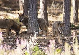 Centro del lobo ibérico Félix Rodríguez de la Fuente, Puebla de Sanabria, Zamora.