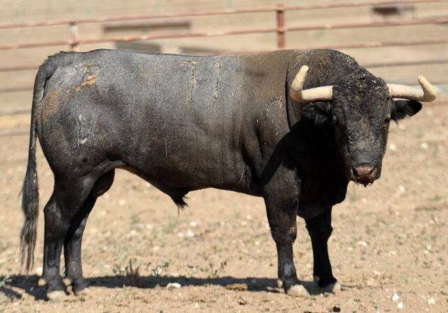 'Midanito', herrado con el 71. Dio un peso en la báscula de 522 kilos.