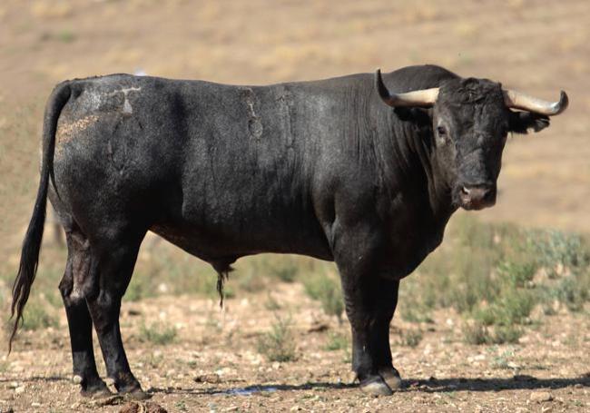 'Patatero', herrado con el 81. Dio un peso de 533 kilos.