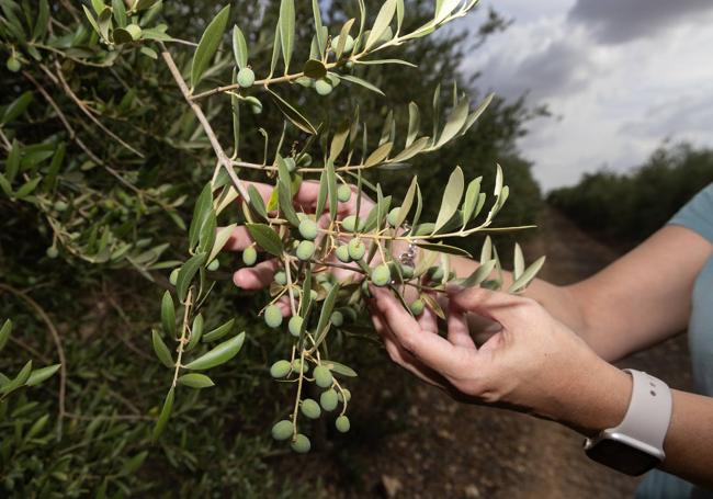 Estado de la aceituna en olivares de Valladolid