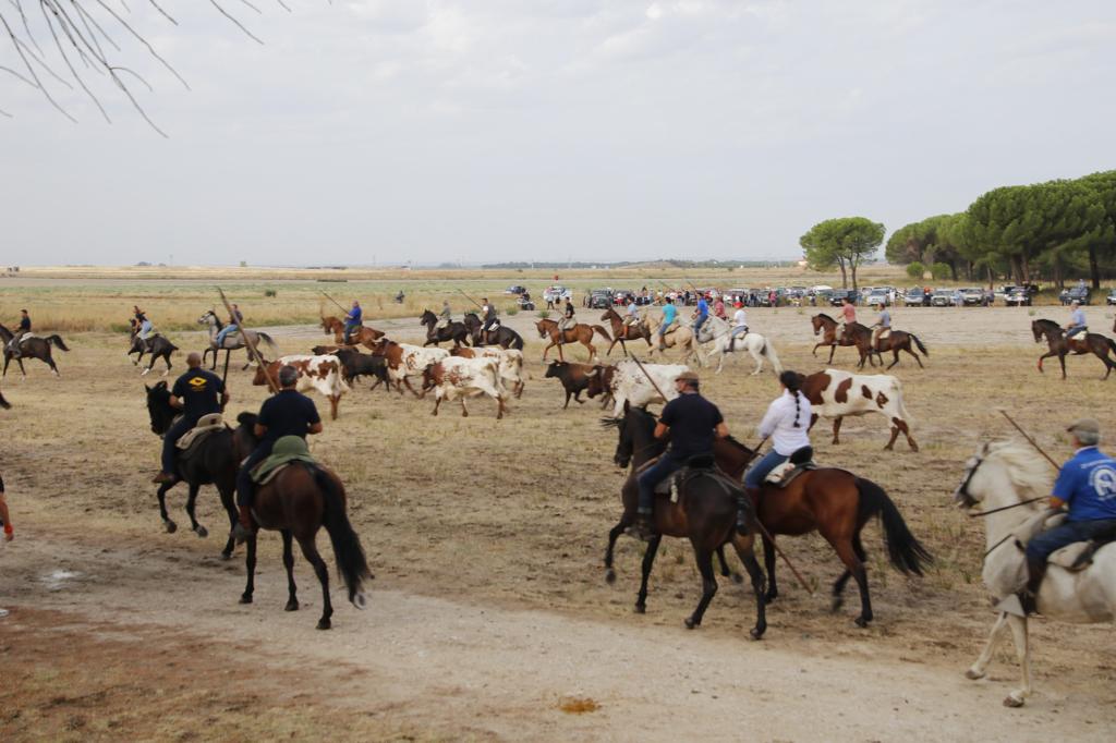 Encierro mixto durante la mañana del sábado en las fiestas de Portillo