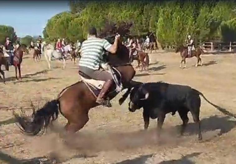 Captura del momento de la cogida al caballo, este lunes en Tordesillas.