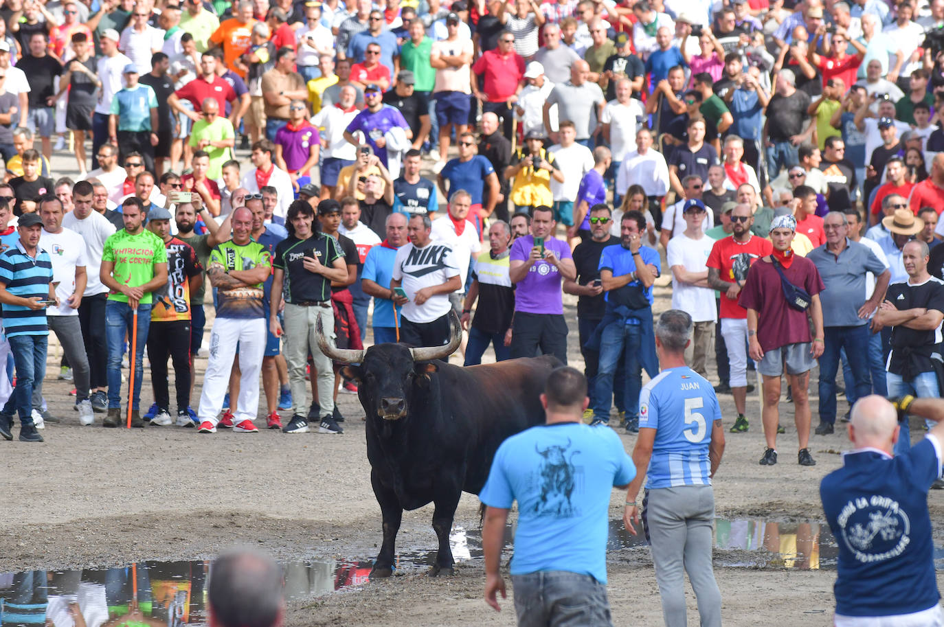 El Toro de la Vega siembra el pánico en Tordesillas