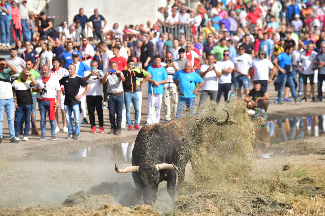 El Toro de la Vega siembra el pánico en Tordesillas