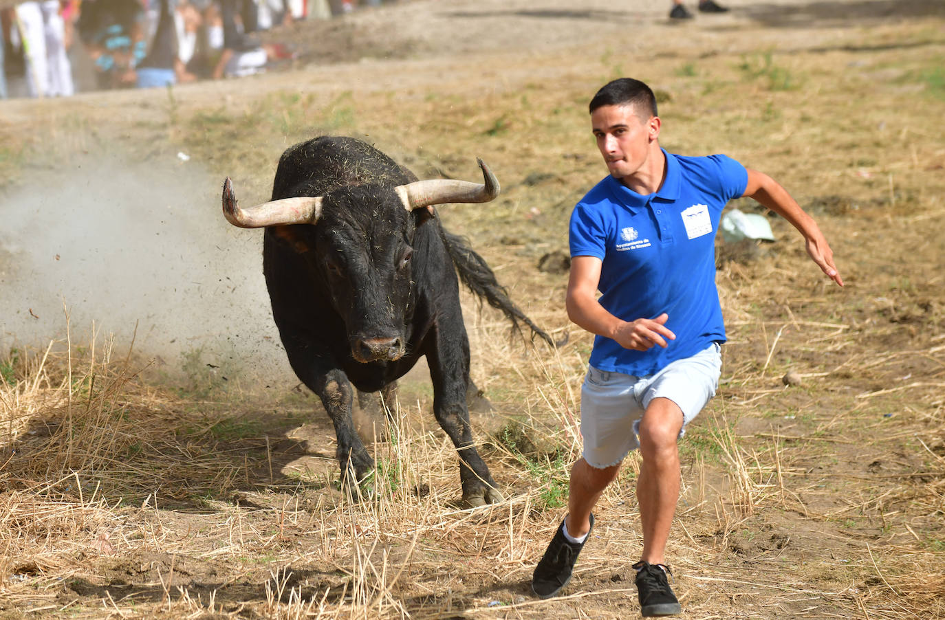 El Toro de la Vega siembra el pánico en Tordesillas