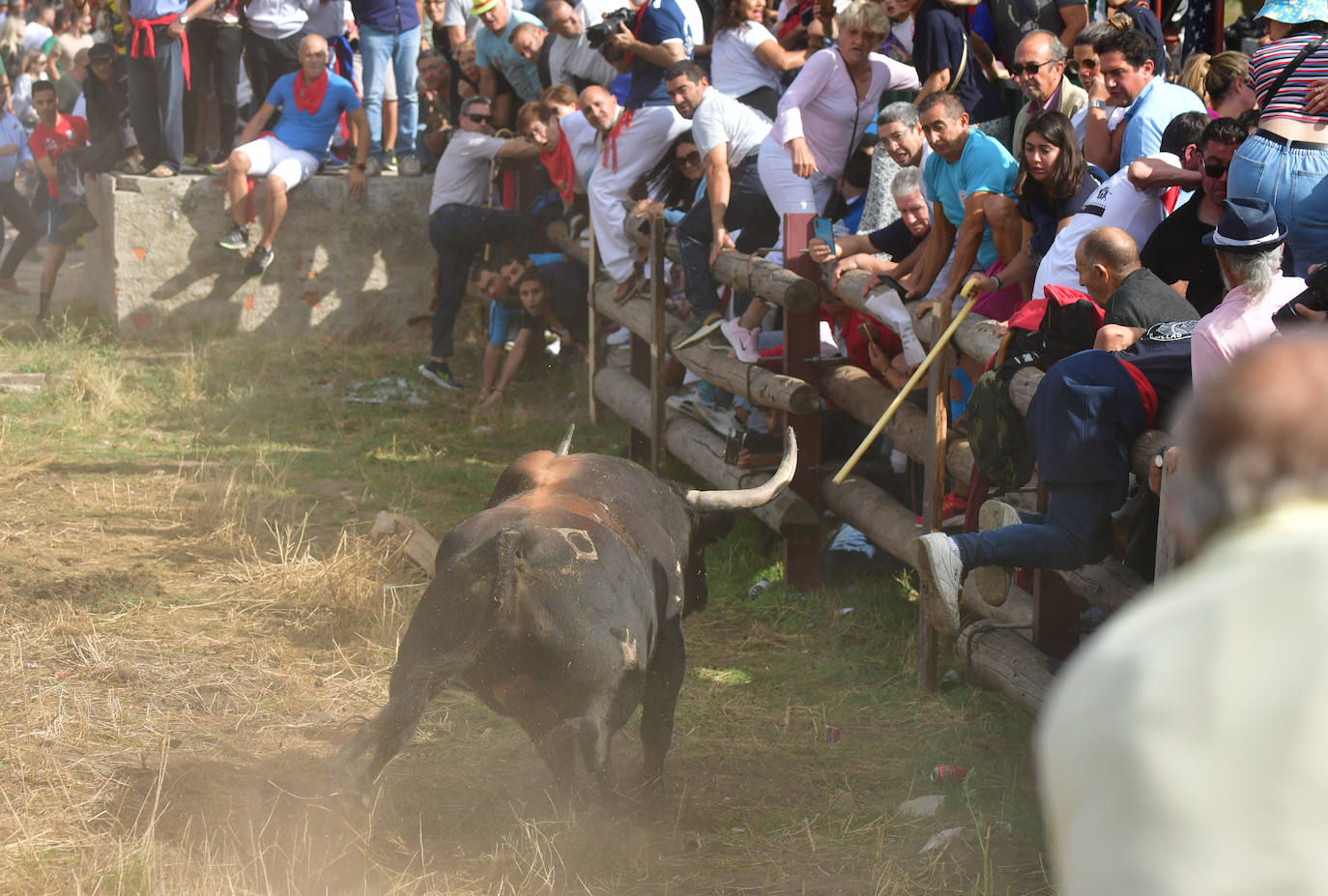 El Toro de la Vega siembra el pánico en Tordesillas