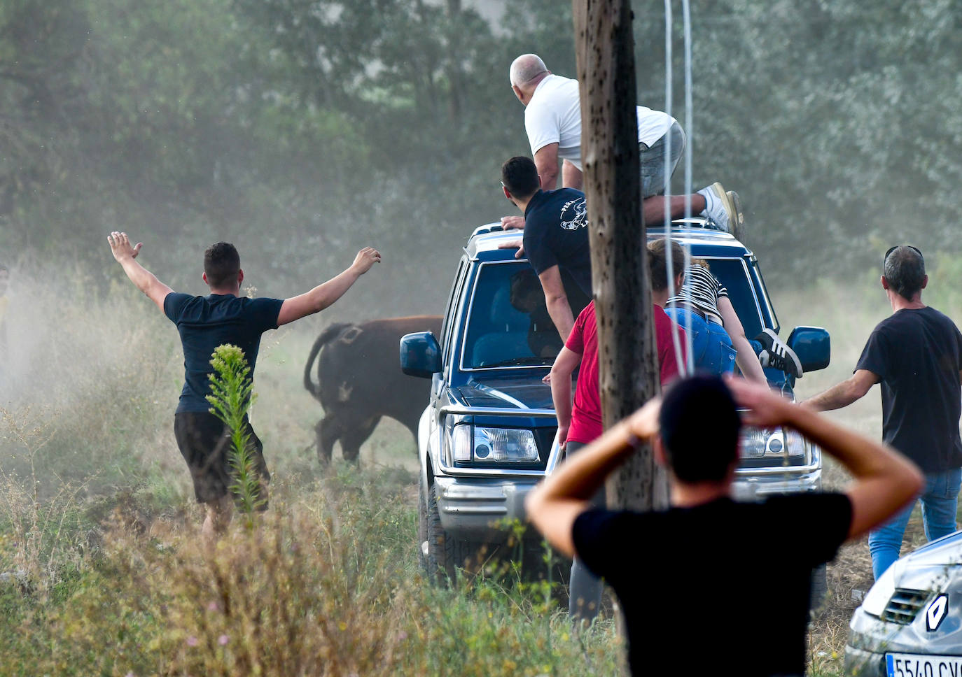 El Toro de la Vega siembra el pánico en Tordesillas