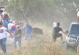 Decenas de personas huyen a refugiarse depués de que el Toro de la Vega escapara del recorrido.