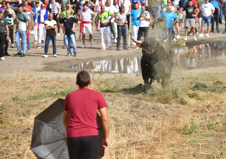 Un joven cita al astado con un paraguas antes de que se saliera del recorrido.