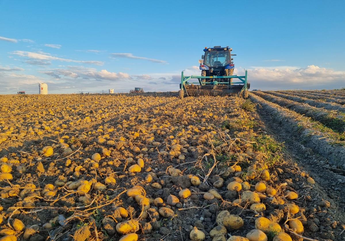 Arranque de patatas esta semana en Castilla y León.