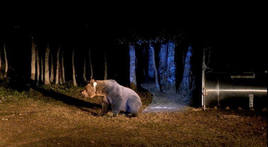 Captura de un oso pardo en el parque natural de la Montaña Palentina dentro del Plan de Radiomarcaje de la Junta.