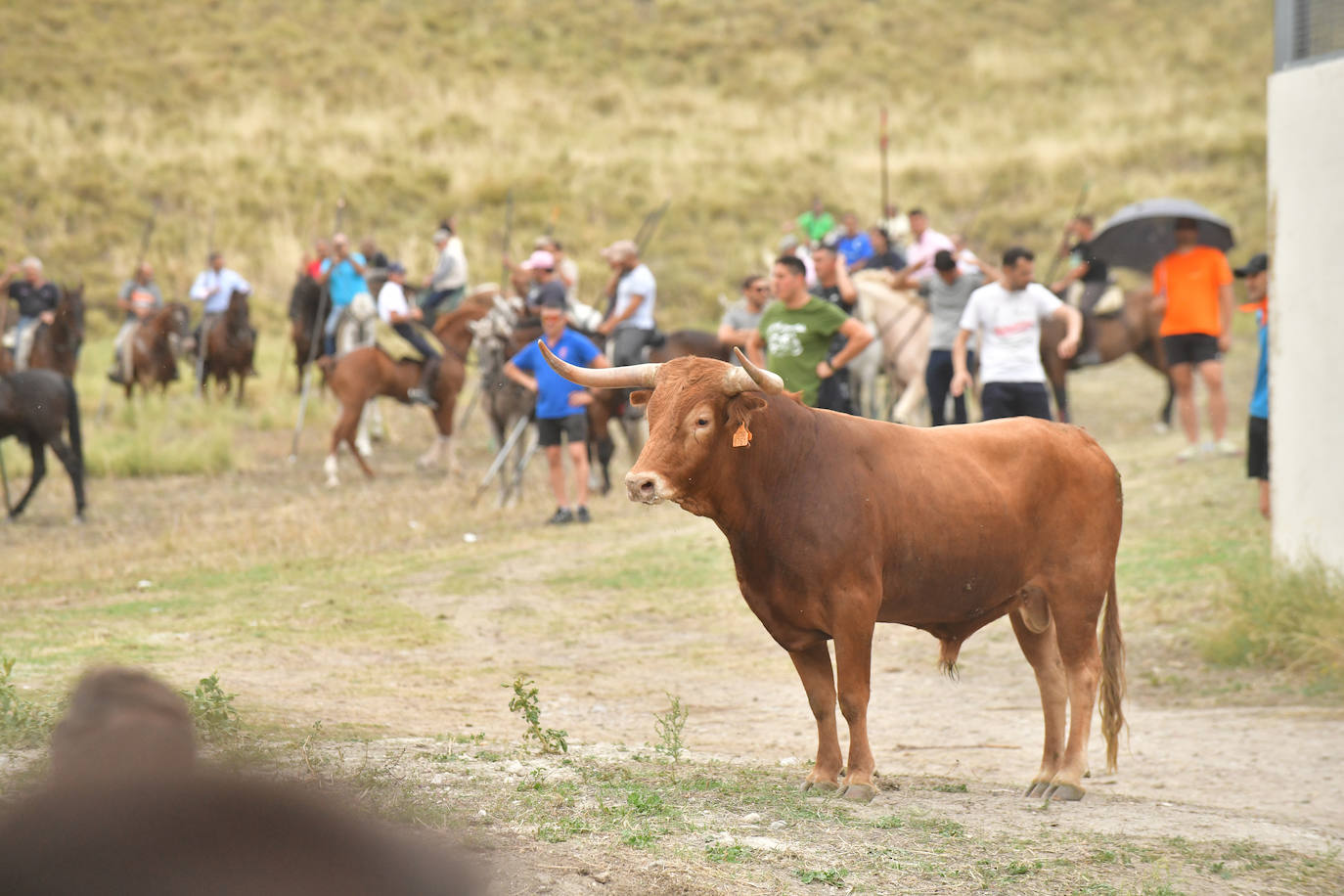 Las mejores imágenes del encierro de Arrabal de Portillo