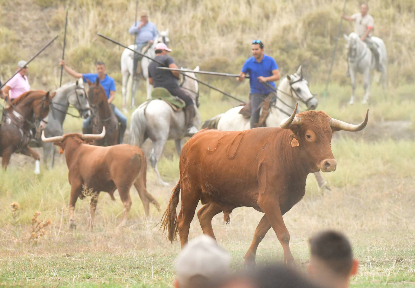 Las mejores imágenes del encierro de Arrabal de Portillo